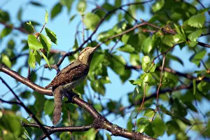 Jynx: Wryneck
