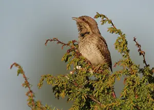 Jynx: Wryneck