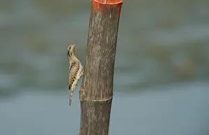 Jynx: Wryneck