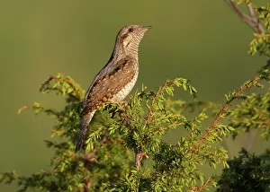 Jynx: Wryneck