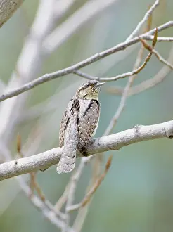 Jynx: Wryneck - adult perched on branch
