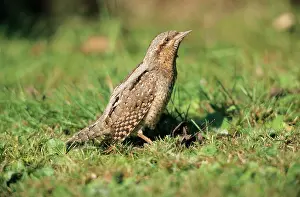 Jynx: WRYNECK - On lawn sunning itself