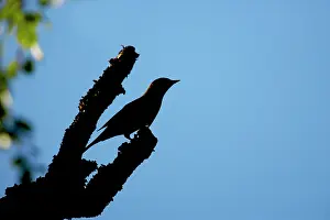 Jynx: Wryneck - Silhouette
