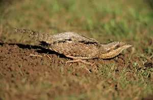 Jynx: WRYNECK - Squatting on lawn to avoid detection