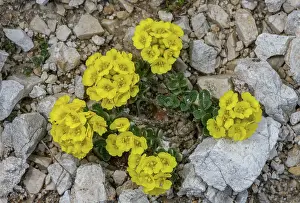 Angiosperm: Wulfen's Alyssum, Alyssum wulfenianum in flower