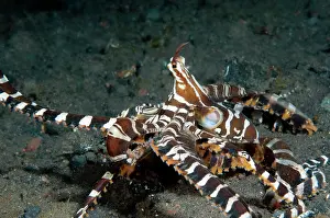 Photogenicus: Wunderpus