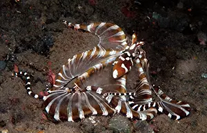 Photogenicus: Wunderpus