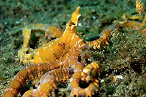 Weird: Wunderpus Octopus