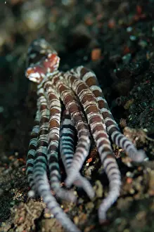Tentacle: Wunderpus Octopus