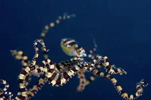 Photogenicus: Wunderpus Octopus free-swimming Kareko Batu dive