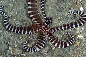 Skirt: Wunderpus Octopus hunting on black sand
