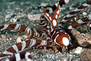 Skirt: Wunderpus Octopus hunting with extended skirt