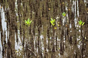Rhizophora: WWF-Indonesia
