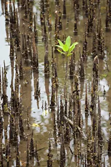 Rhizophora: WWF-Indonesia