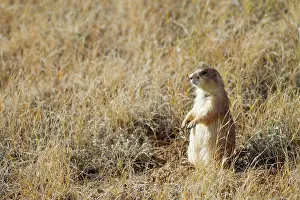 Devils: WY, Devils Tower National Monument, Black-tailed