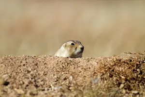 Devils: WY, Devils Tower National Monument, Black-tailed