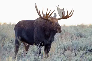 Jamie: WY, Grand Teton National Park, Bull Moose