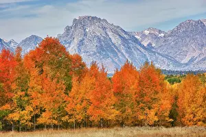 Jamie: WY, Grand Teton NP, aspen trees with the
