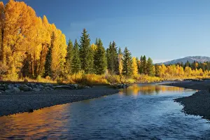 Jamie: WY, Grand Teton NP, cottonwood and aspen