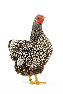 Wyandotte: Wyandotte chicken - silver laced. In studio