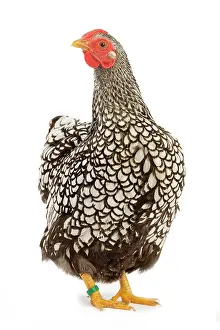 Wyandotte: Wyandotte chicken - silver laced. In studio