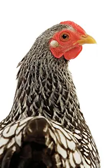 Wyandotte: Wyandotte chicken - silver laced. In studio
