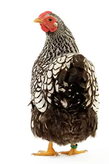 Wyandotte: Wyandotte chicken - silver laced. In studio
