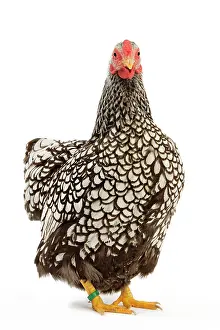 Wyandotte: Wyandotte Chicken - silver laced - in studio