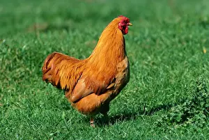 Wyandotte: Wyandotte Hen - Walking on grass