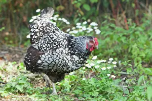 Wyandotte: Wyandotte Silver Laced - Domestic chicken breed