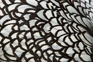 Wyandotte: Wyandotte Silver Laced - feather detail