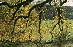 Glabra: Wych ELM - Autumn foliage
