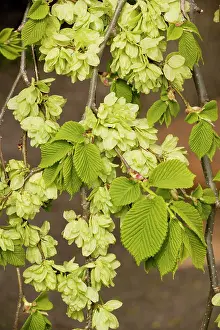 Ulmus: Wych elm form, in fruit