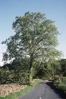 Roadside: WYCH ELM - on roadside