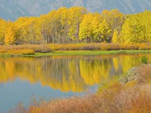 Grand: Wyoming, Grand Teton National Park. Golden Aspen