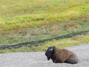 Yellowstone: Wyoming, Yellowstone National Park. Mature Bull Bison