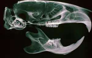 Norvegicus: X-ray of Brown / Common / Norway Rat skull showing