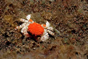 Peronii: Xanthide crab ( Actaea peronii), also known as