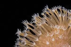 Polyp: Xenia Coral