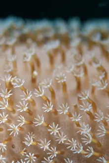 Polyps: Xenia Coral - polyps