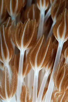 Volcano: Xenia Coral Polyps