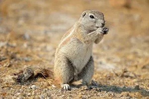 Inauris: Xerus inauris Xerus