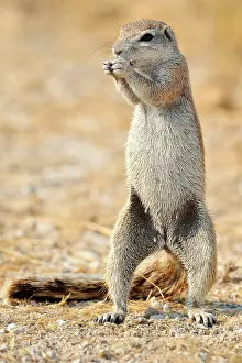 Inauris: Xerus inauris Xerus