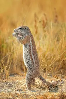 Inauris: Xerus inauris Xerus