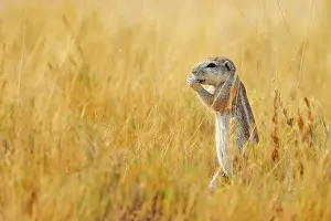 Inauris: Xerus inauris Xerus