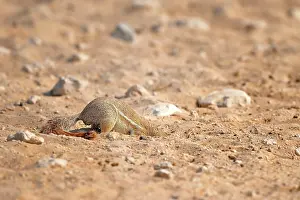 Inauris: Xerus inauris Xerus