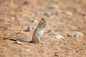 Inauris: Xerus inauris Xerus