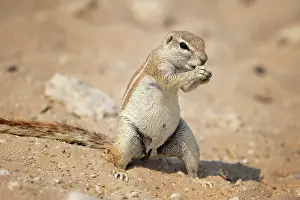 Inauris: Xerus inauris Xerus