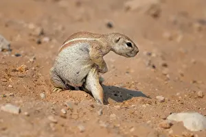 Inauris: Xerus inauris Xerus
