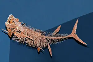 Sword: Xiphactinus Audax Fish Fossil